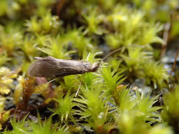 Photo of Lepidostoma pluviale by Rosemary Jorna